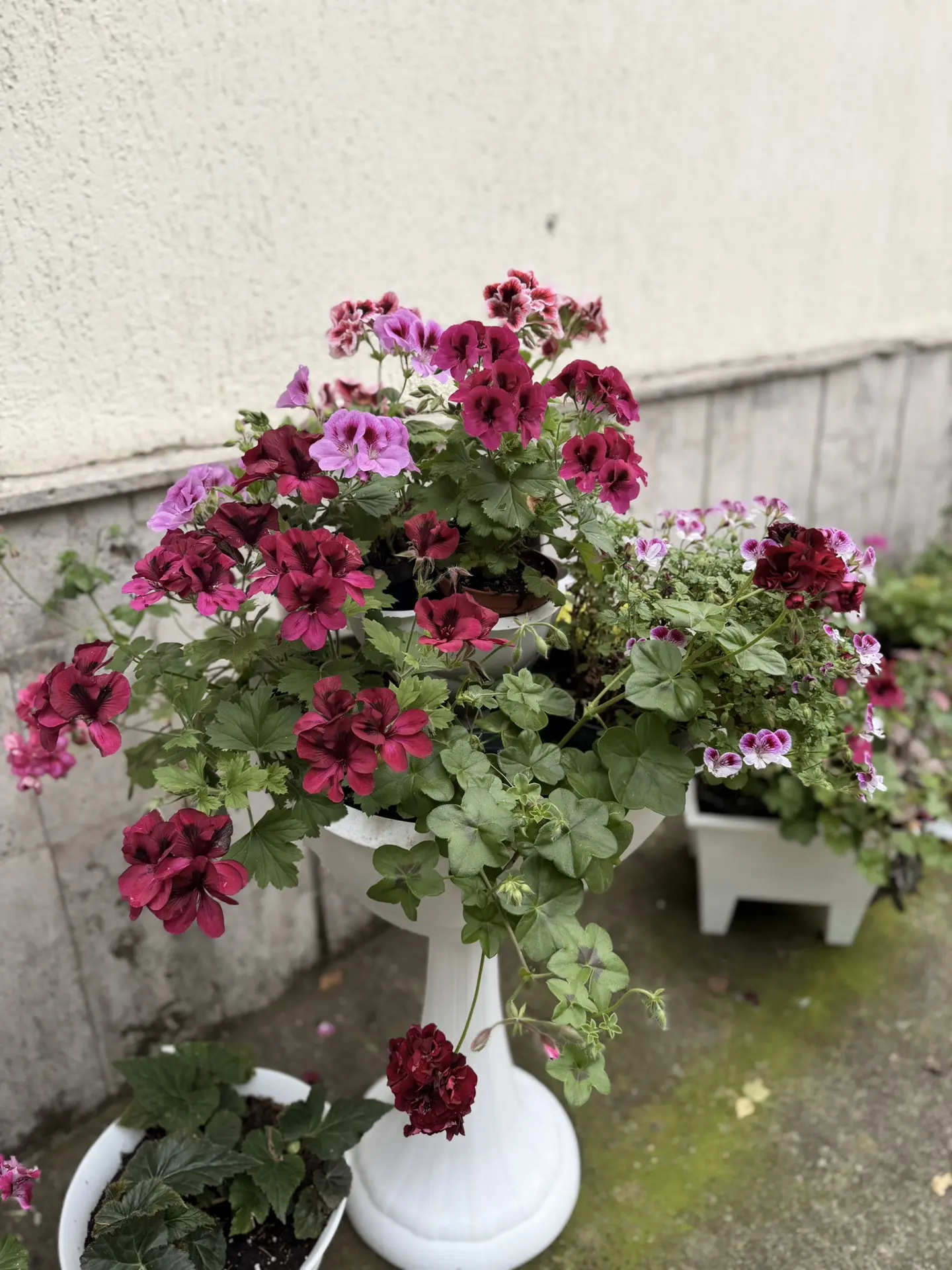 🌺 В нашем детском саду растёт настоящая красавица - королевская пеларгония! Этот удиви...