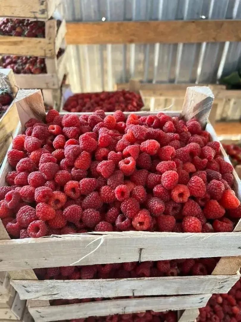 🍓 Тагильчане, к ягодному буму готовы?