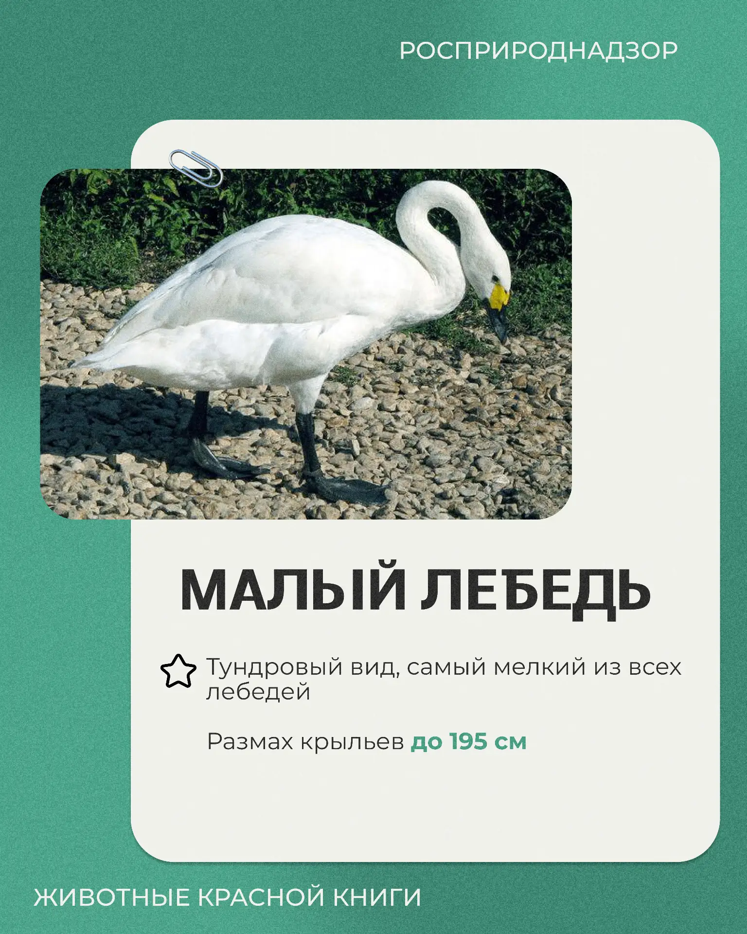 📕Продолжаем рубрику «Животные Красной книги».    Сегодня — несколько фактов о малом лебеде, изящной 