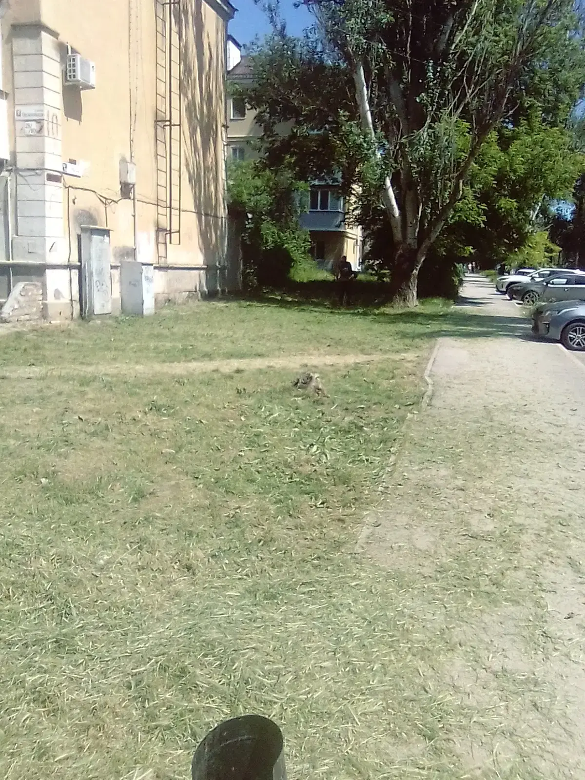 🌱 Покос травы продолжается ✅

Оперативная информация от команды "Эталон плюс":

Мы активно продолжа