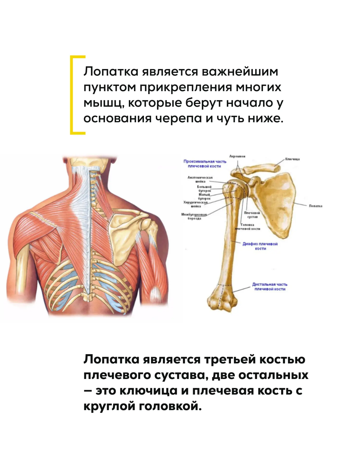 Плечевой сустав один из самых подвижных в нашем теле  Но при большой подвижности часто бывают пробле