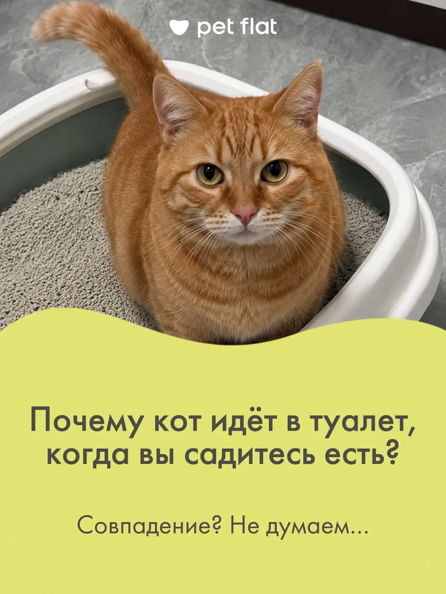 Ваши котики тоже любят составить вам компанию своеобразным способом? 🤭