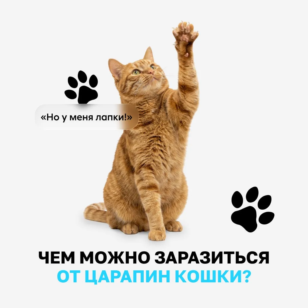 Кусь — дело житейское, но лучше провериться!  Если после игры с кошкой место укуса или царапины прип