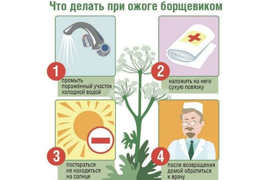 Бузулучанам напомнили, чем опасен борщевик Сосновского