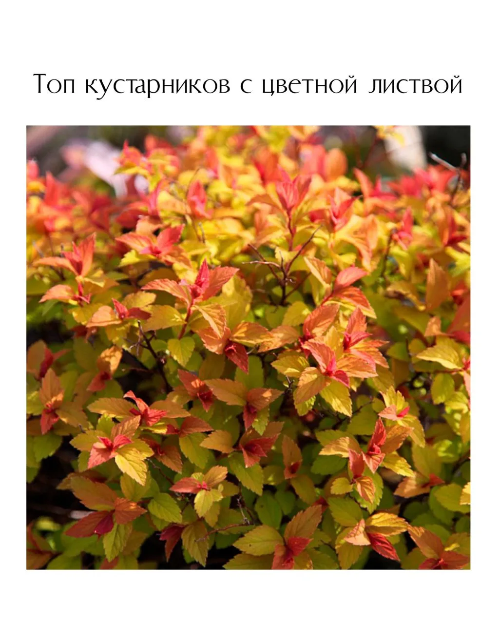 Топ кустарников с цветной листвой