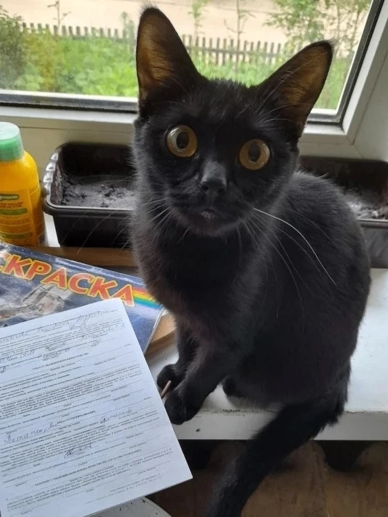 🐱Пятничные котики!