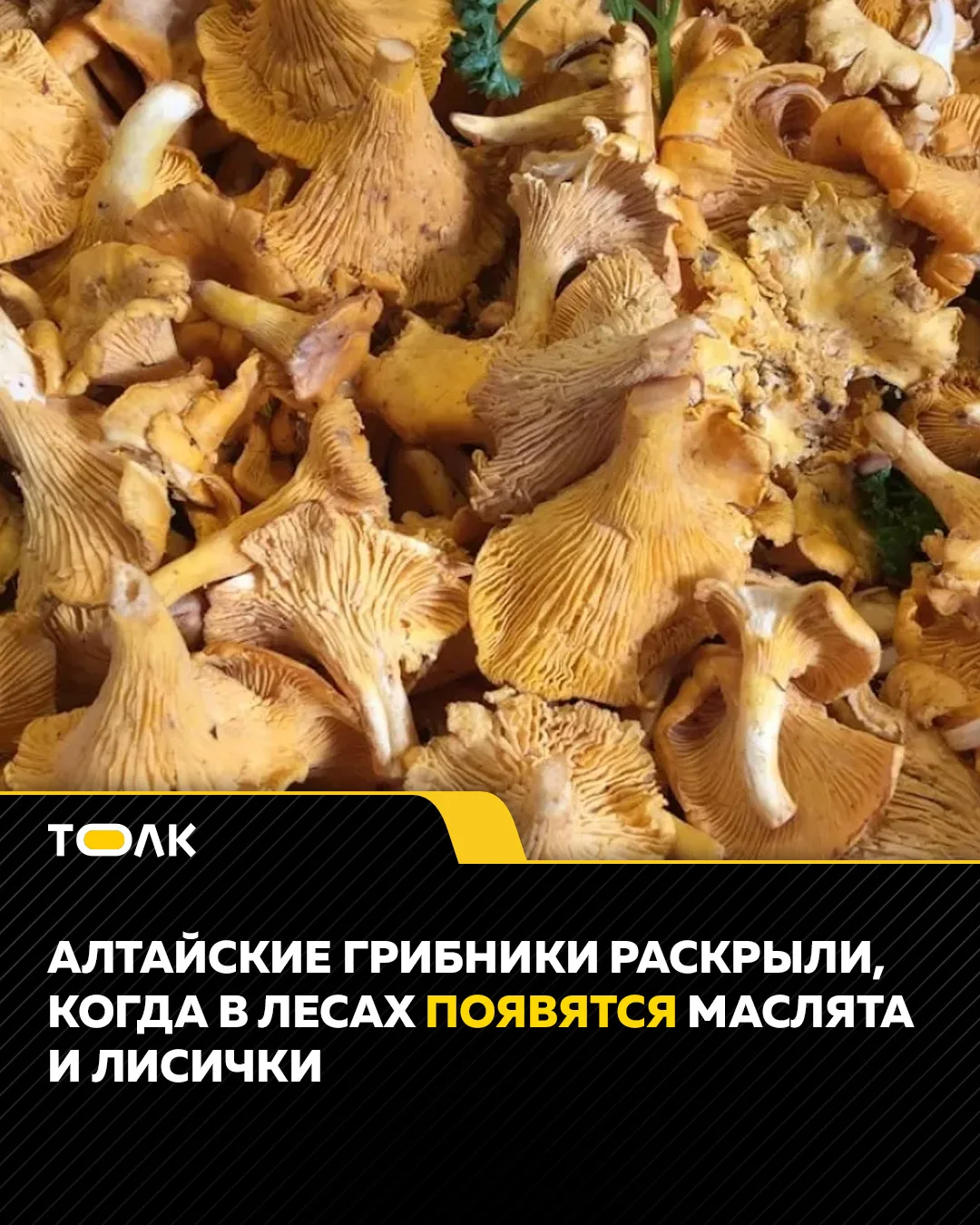 🍄‍🟫Алтайские грибники раскрыли, когда в лесах появятся маслята и лисички

Грибники начинают встреч
