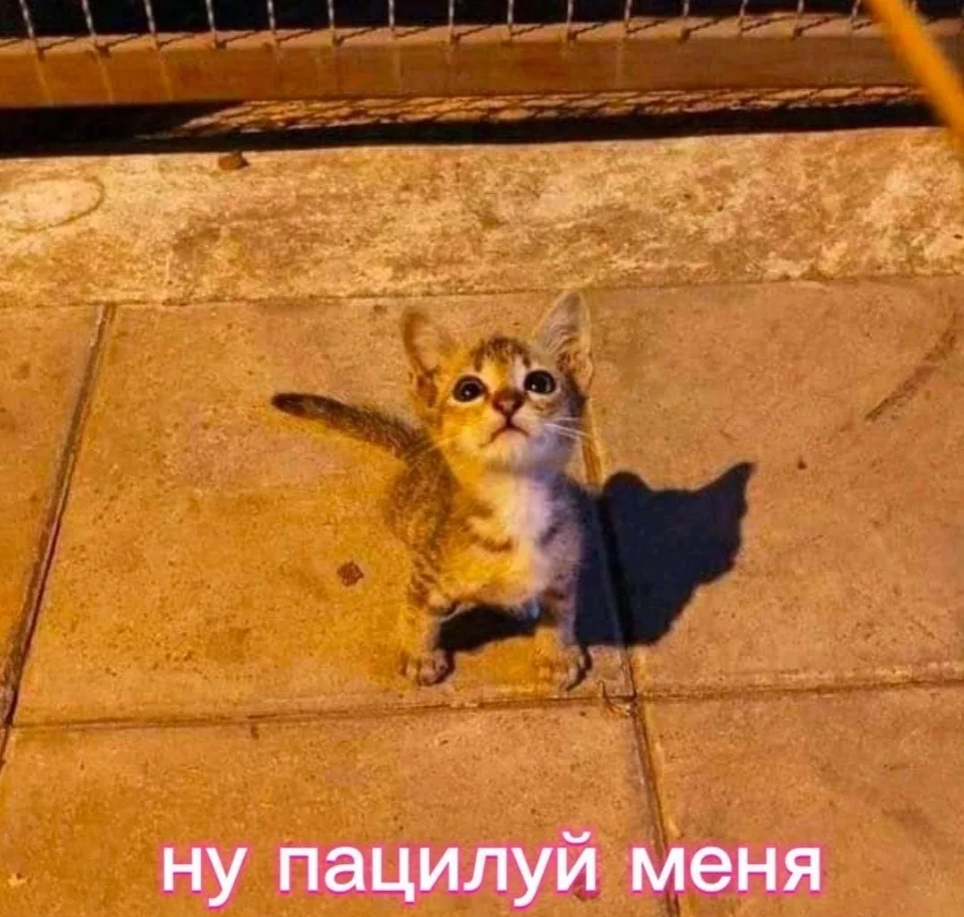 Секреты нашей природы 👉

✅ Животные - Подпишись