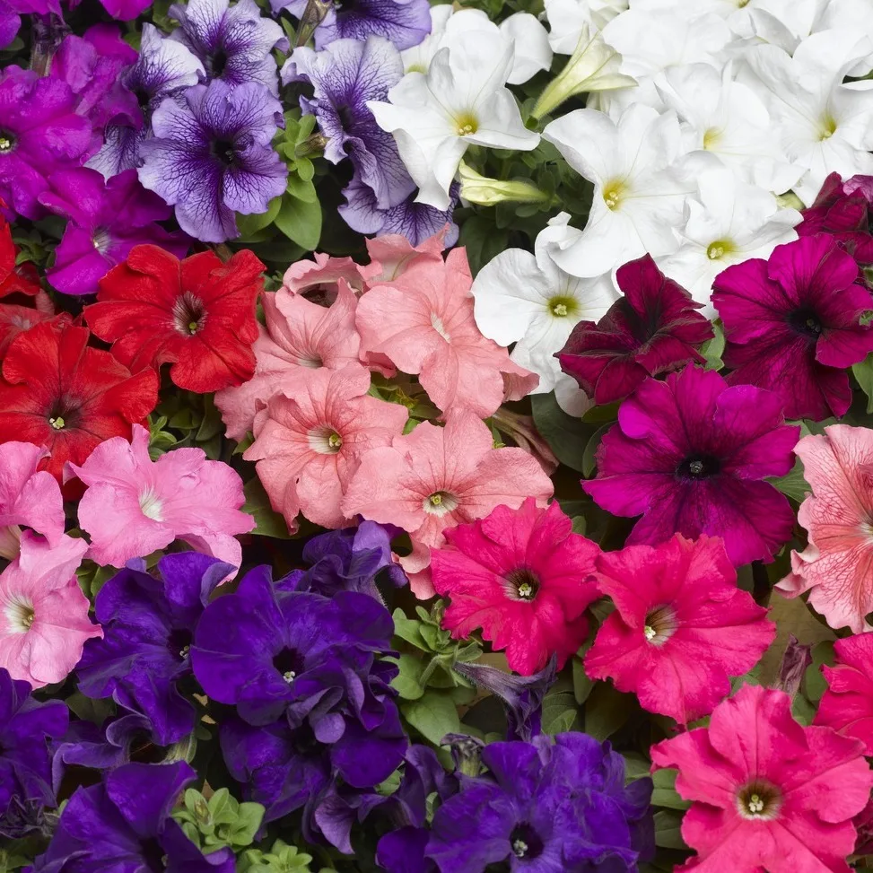 Новое поступление семян петунии 🌸