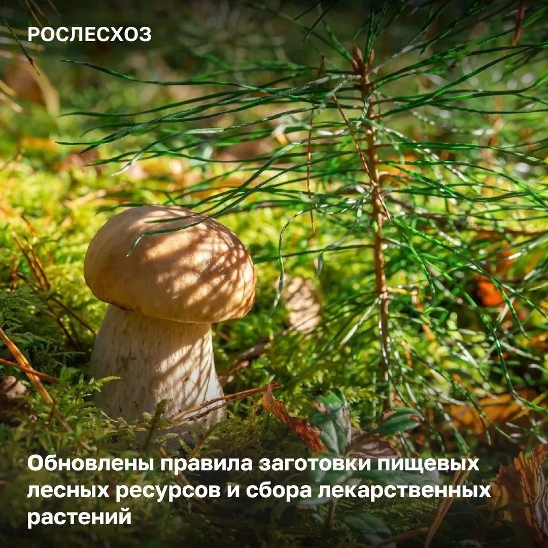 🟢 Правила регулируют предпринимательскую деятельность, связанную с заготовкой дикораст...