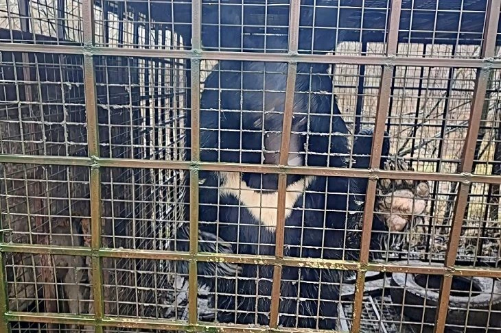 Сотрудники зооцентра «Дино» в Волгоградской области пытаются помочь бывшему цирковому а...