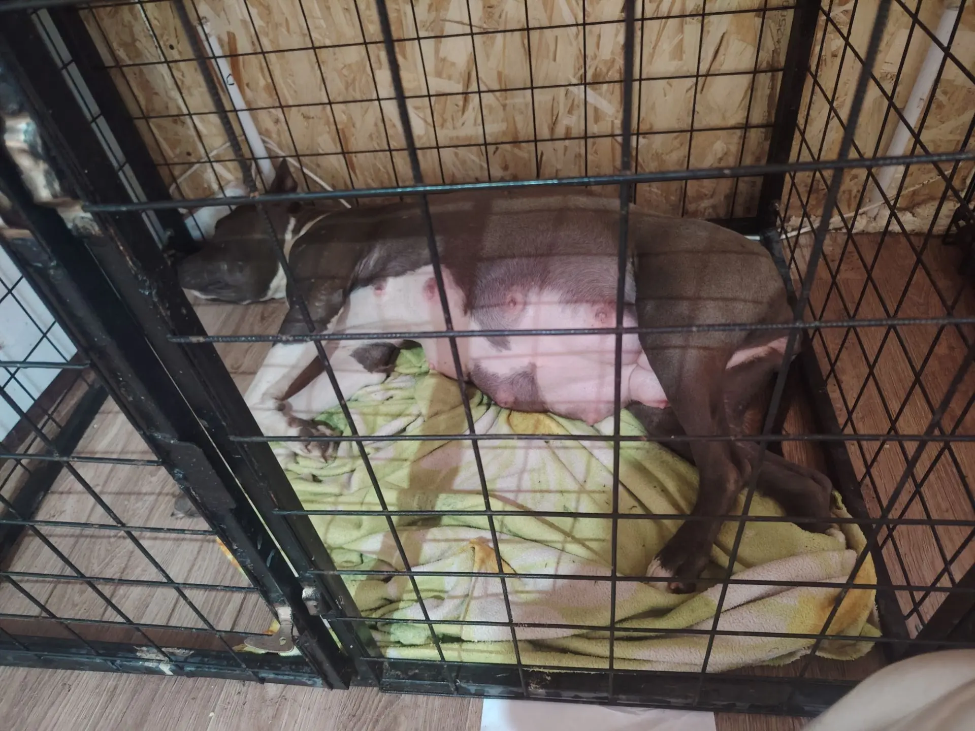 Отказалась выходить 🐶