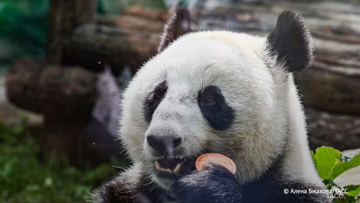 🐼Панде Катюше начнут искать жениха в 5–6 лет