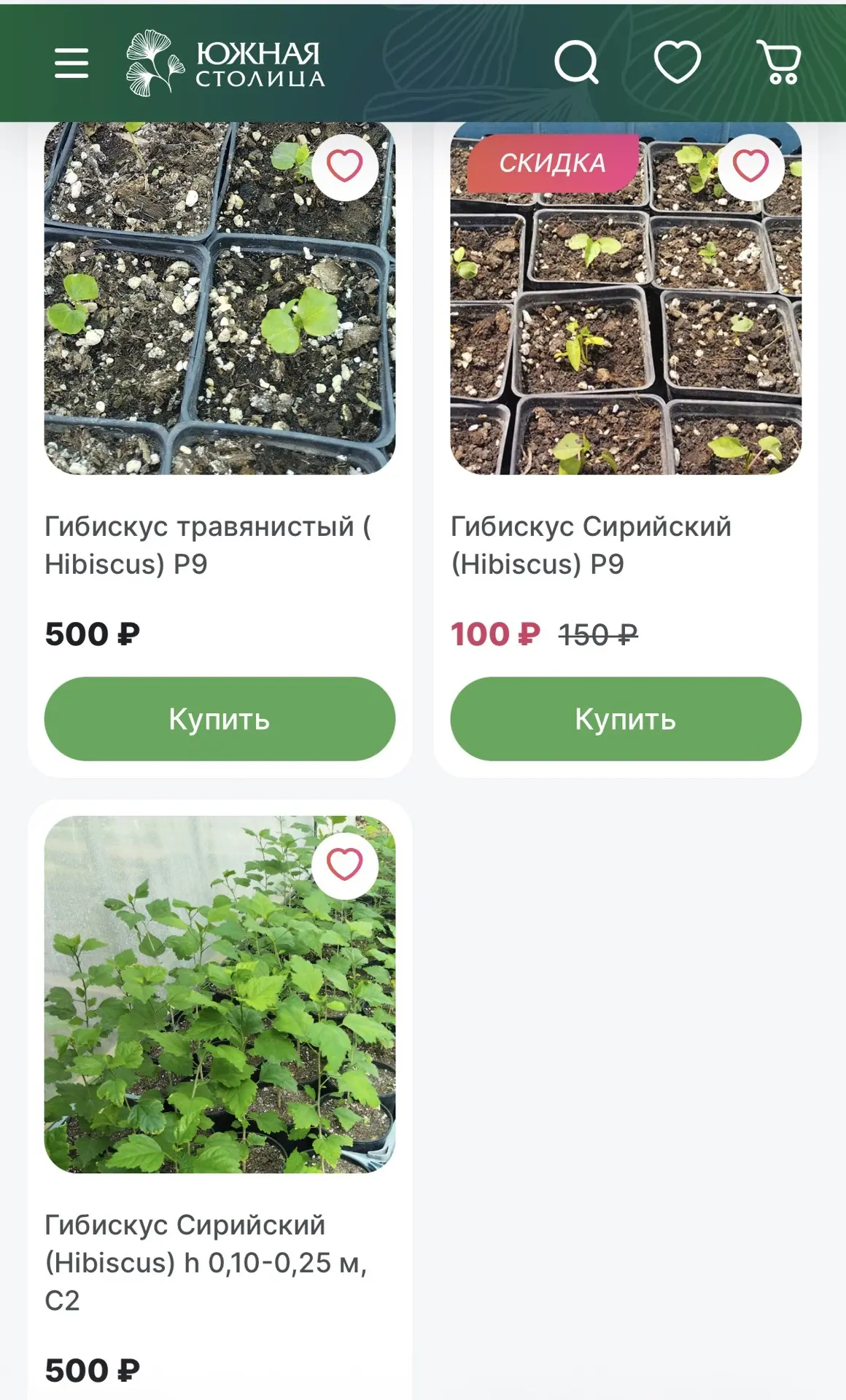 Гибискусы в наличии 🌺