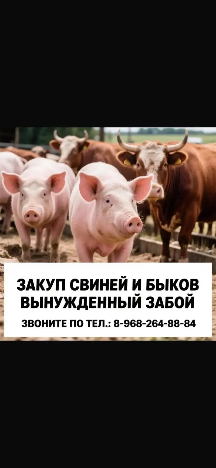 Скупаю свиней скот а также вынужденый убой24/7, сохраняйте номер понадобиться 😊, 89682...