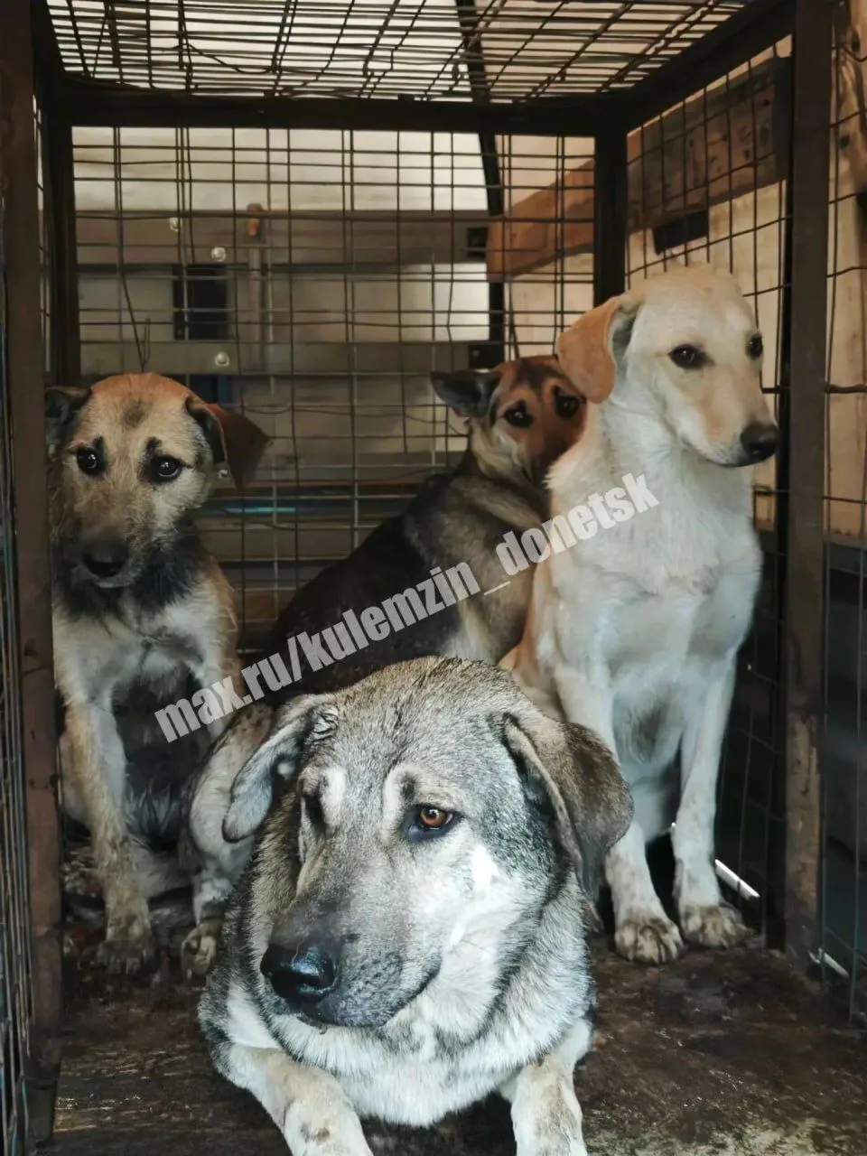📌 Команда муниципального предприятия «Животные в городе» продолжает свою ежедневную ра...