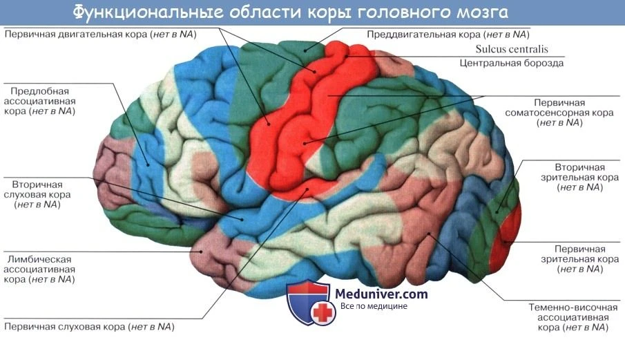 Функциональные области коры головного мозга