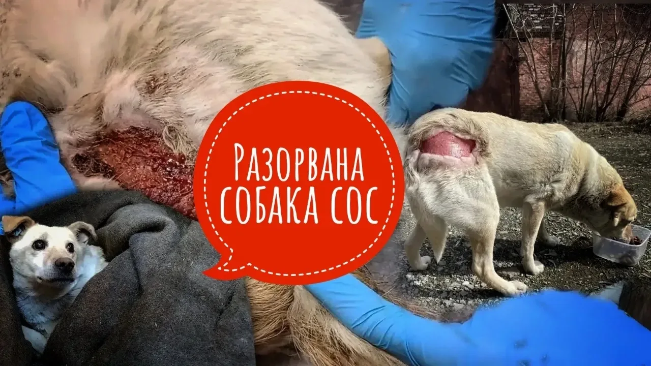 Его глаза спрашивают: «ПОЧЕМУ?» Помогите спасти Фёдора! ‼️🆘   Фёдор покрыт ранами. Они воспалены, в 