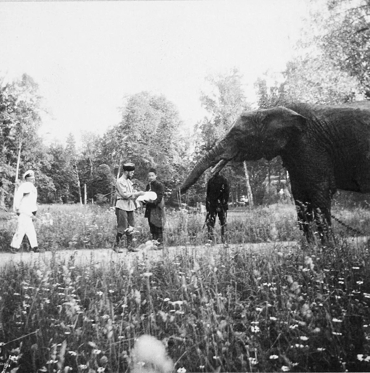 А вы знали, что у Николая II были слоны? 🐘😳

Впрочем, почти все русские цари питали слабость к эти