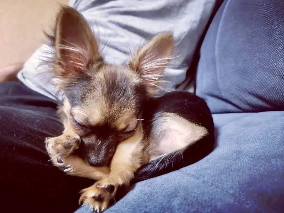 🐾😴👌🏻
Сон — это маленький отпуск. 
Только отпуск раз в год, а сон — каждый день.