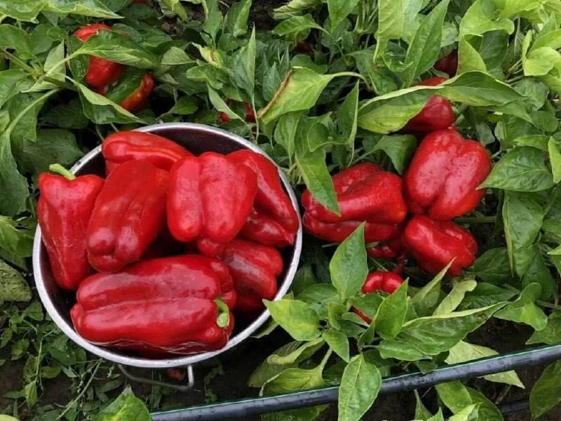 🫑Подкормка для максимального урожая перца

Для получения максимального урожая сладкого перца необхо