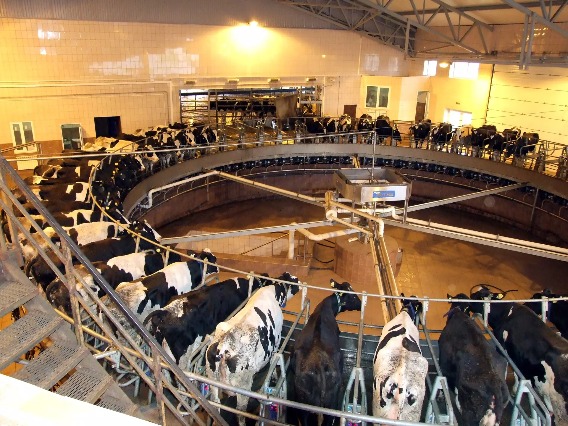 🐄🥛 Животноводы больше надоили молока ➡️ предприятия больше произвели пищевого молока