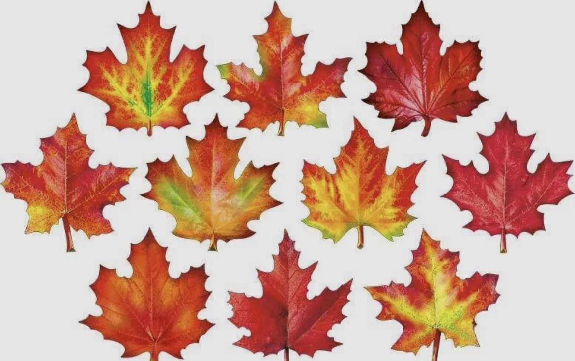 🍁 «Букет добрых слов»: стартуем 1 октября!