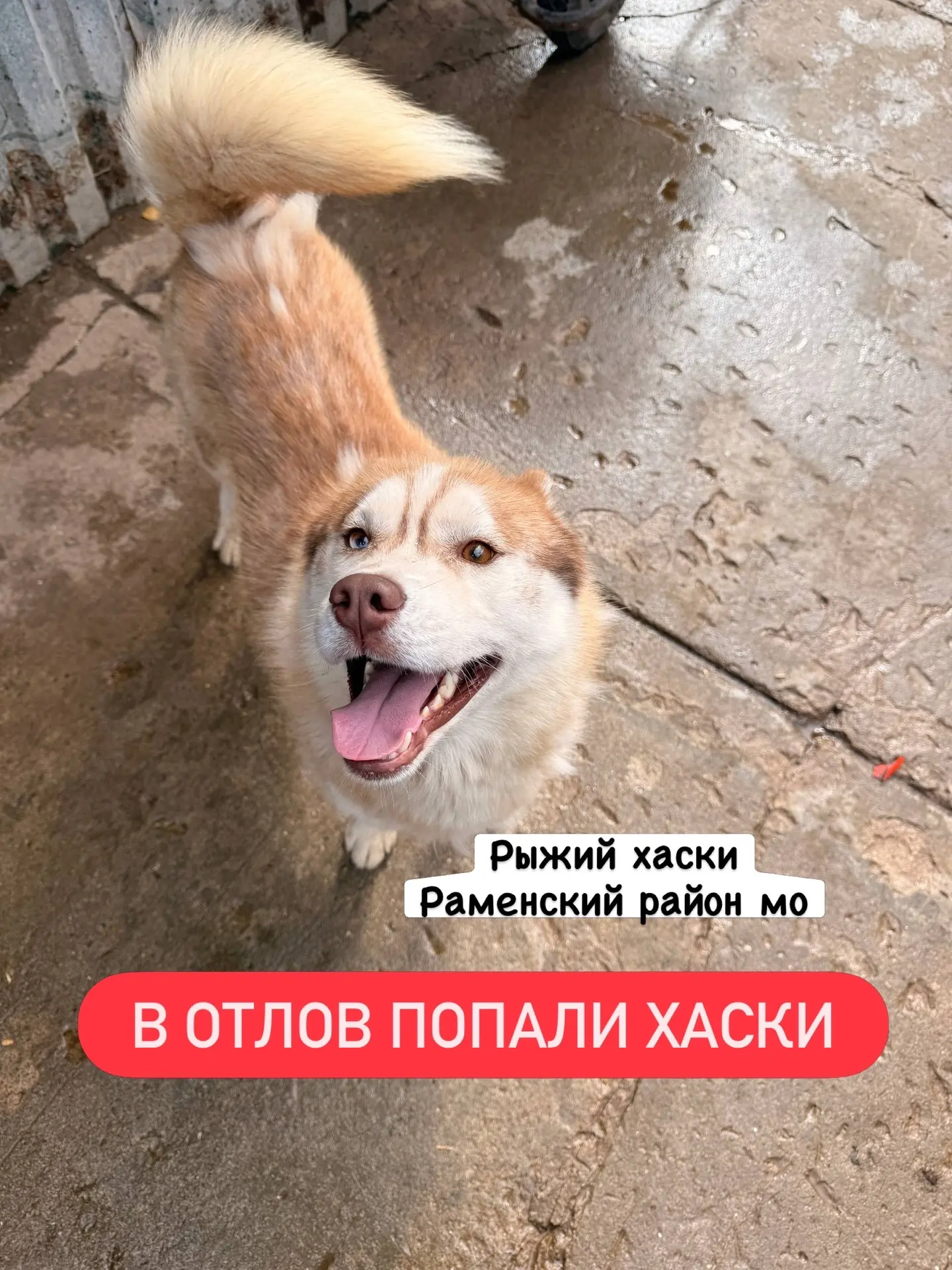 В отлов попали хаски, оба кобеля‼️🆘