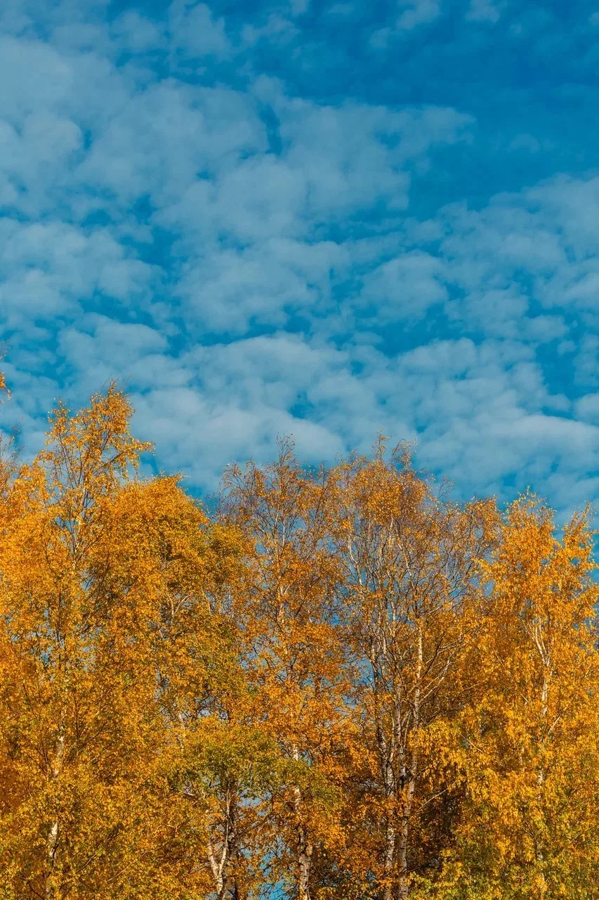 Золотая осень в объективе Марины Хвалевой 😍🍂