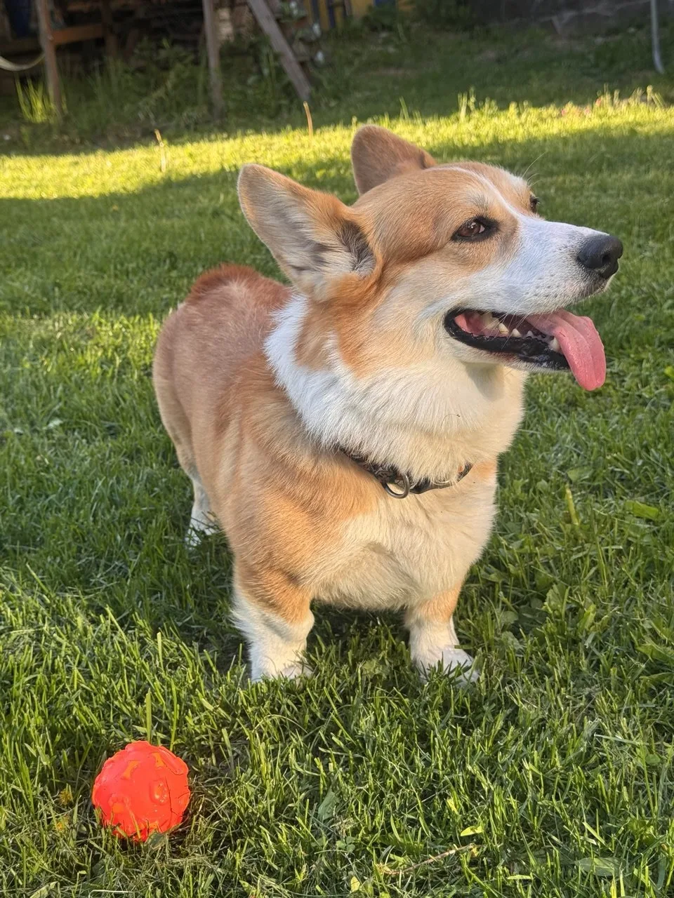 #язычокповторникам от Макса🧡🧡🧡🧡🧡
