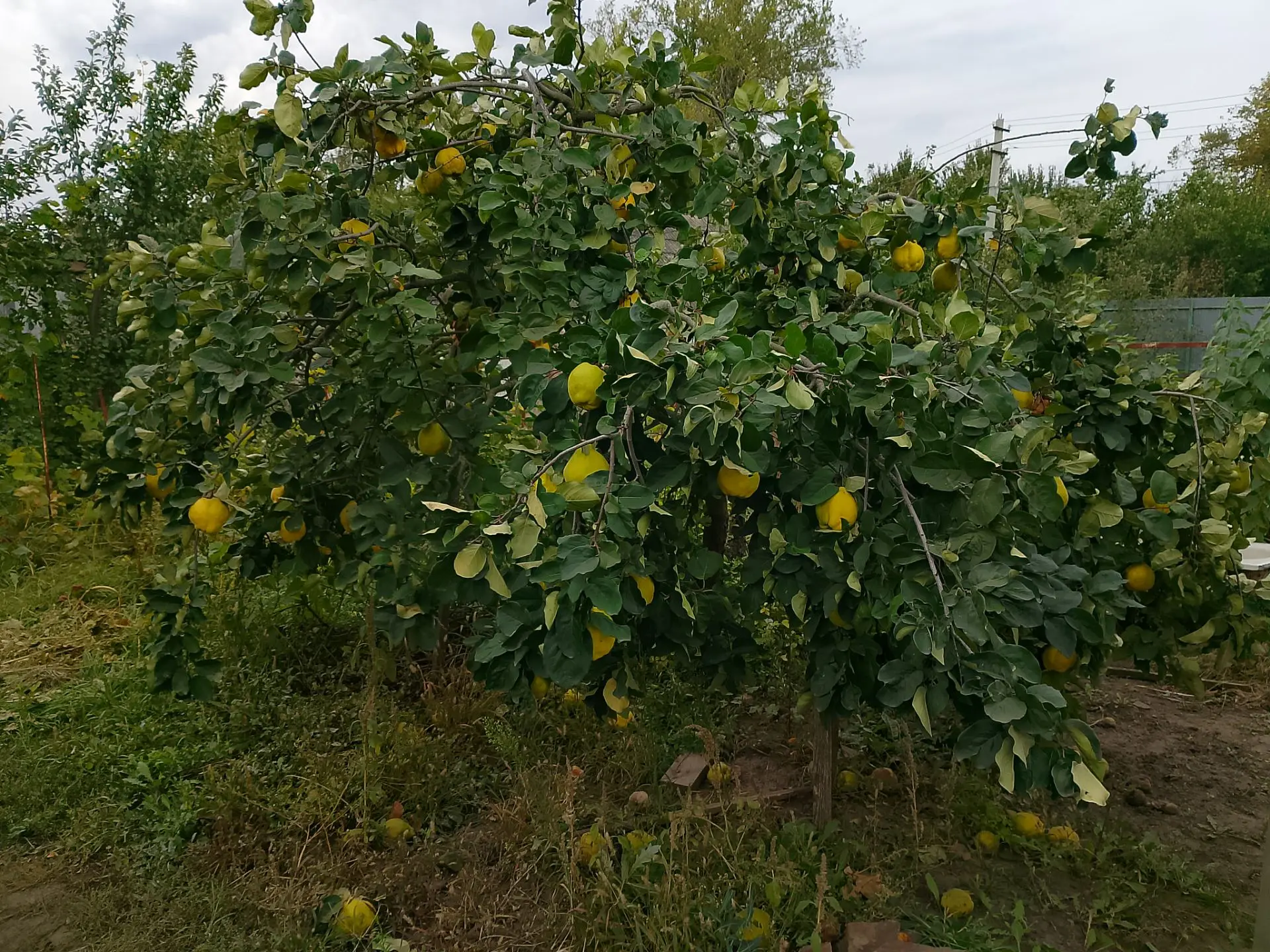 Продам айву 50 р. кг. Вербенка