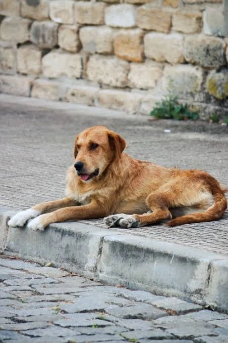🐕 Невельский район — на втором месте в области по планам отлова бездомных собак