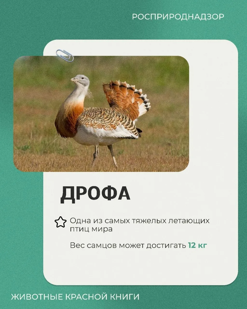 Сегодня в рубрике «Животные Красной книги» - несколько фактов о дрофе. Птица-контраст, ...