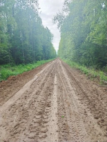 В Пыщугском лесничестве продолжаются плановые