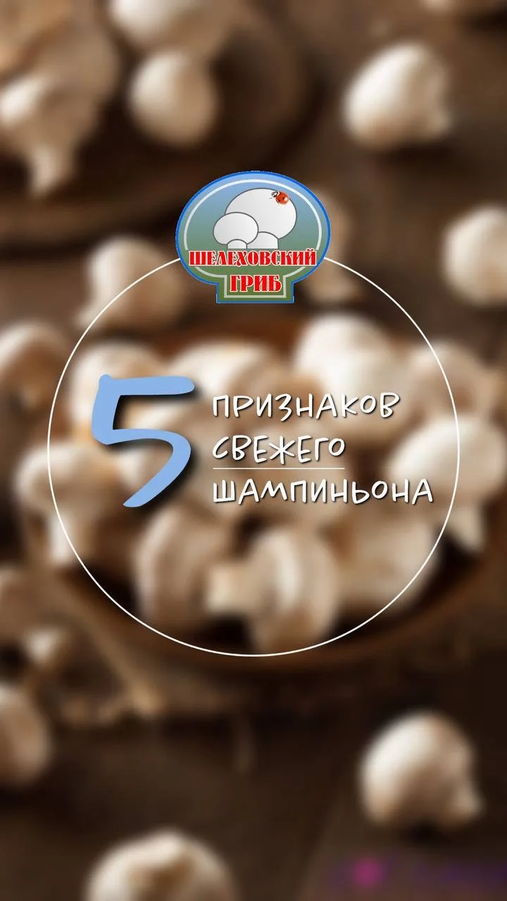 «Шампиньоны умеют молчать, но всё о себе рассказывают» 🍄