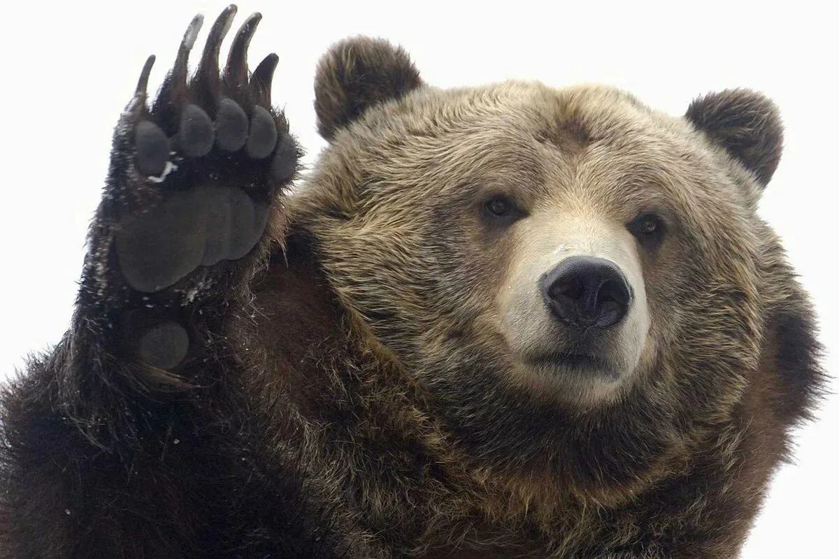 🐻🚫 Готово коллективное обращение/заявление по вопросу усиления мер против медведей в ...