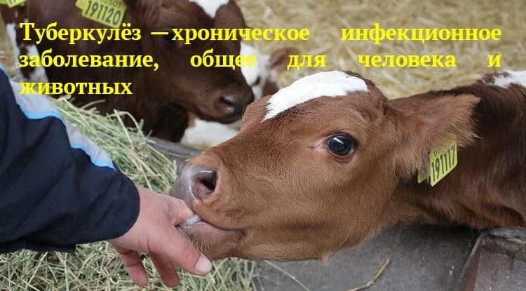 Туберкулез КРС – это инфекционное заболевание, протекающее в хронической форме, характе...