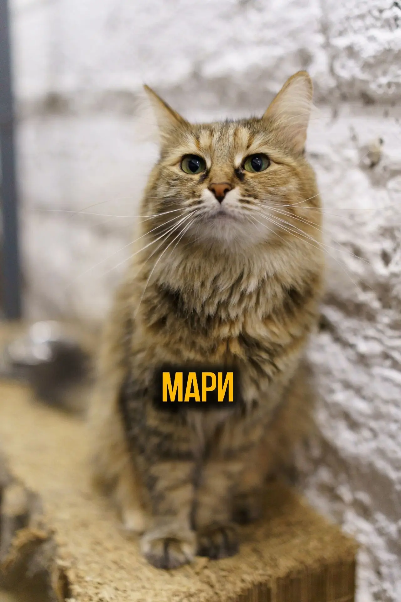 Мари!💖