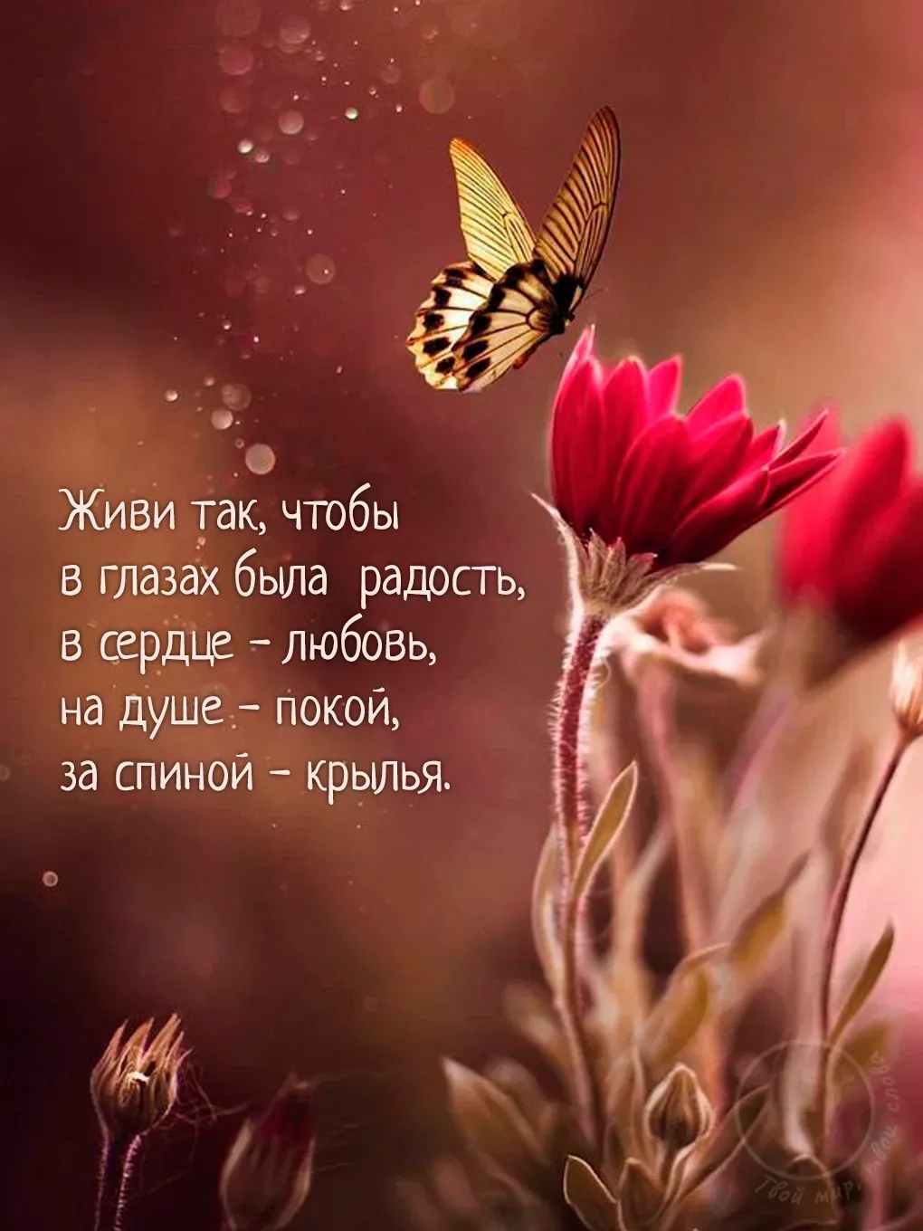 Твой мир, твои слова — это не просто сборник красивых цитат.