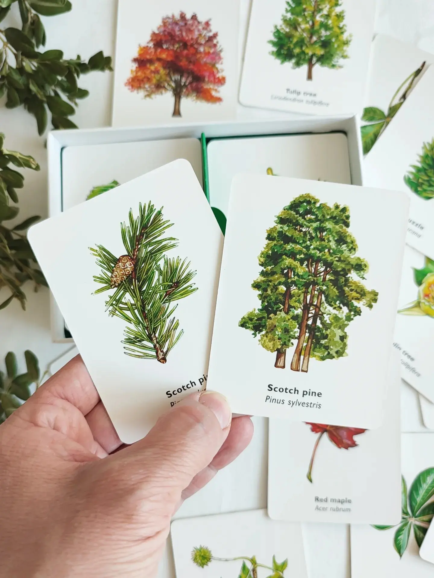 Игра-мемори на развитие памяти "Match a leaf" для всех, кто любит природу, красивые илл...