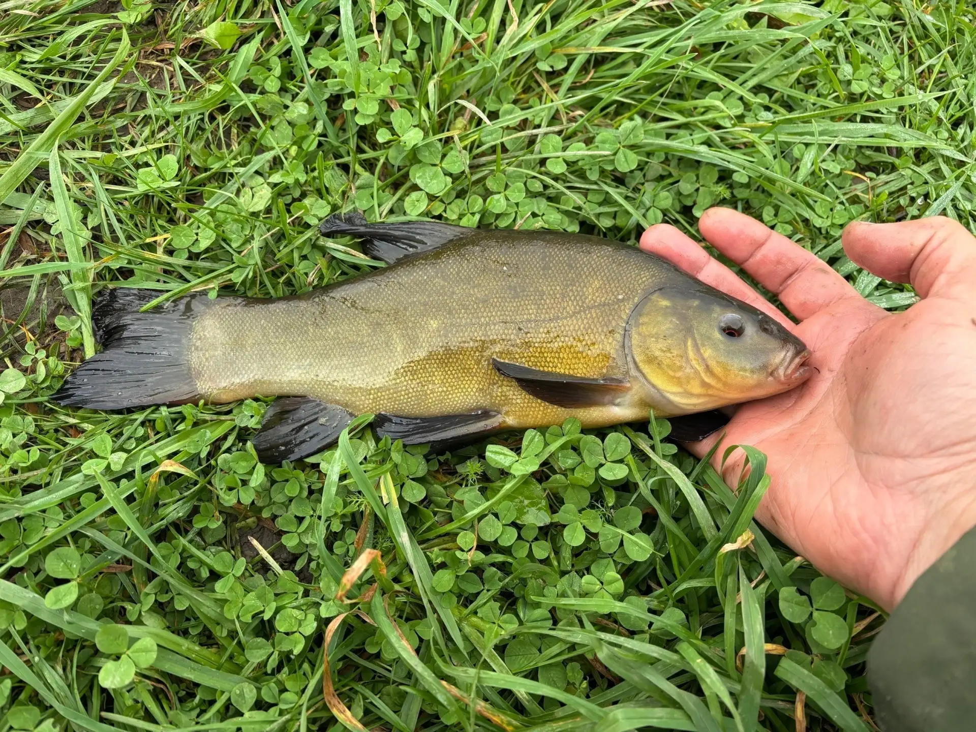🎣 Короткий отчёт с Волхова (Поляша )