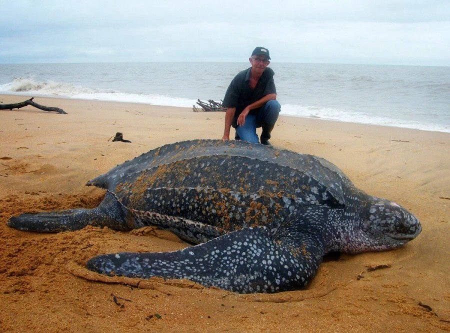 🐢 Да, на видео - реально существующее животное. Внутренняя часть пасти кожистой морско...