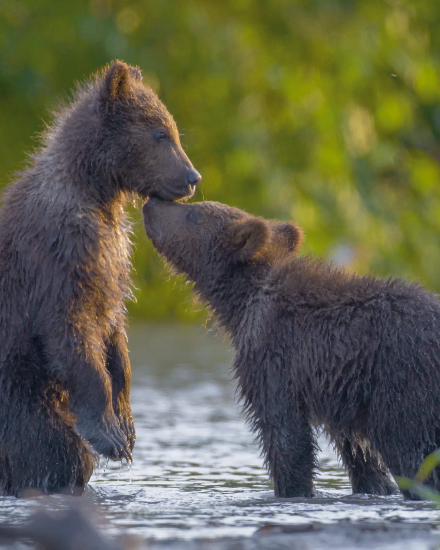 🐻 Медведи. Вулканы. Камера. Мотор!