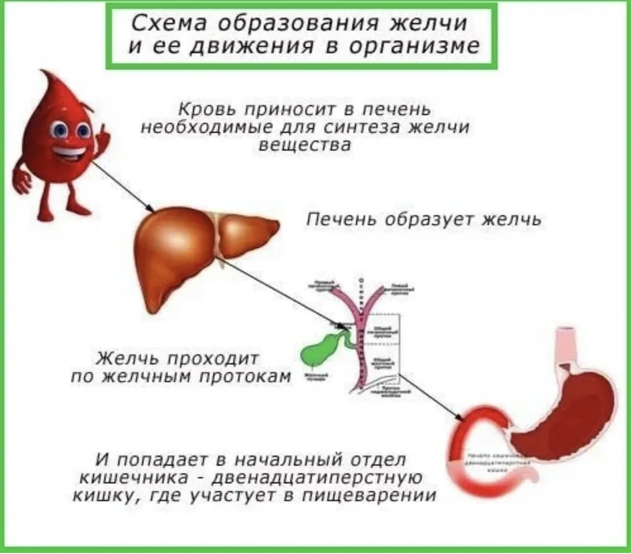 Желчь – важный участник процесса пищеварения. 

Продуцируемая печенью, она накапливается в желчном п
