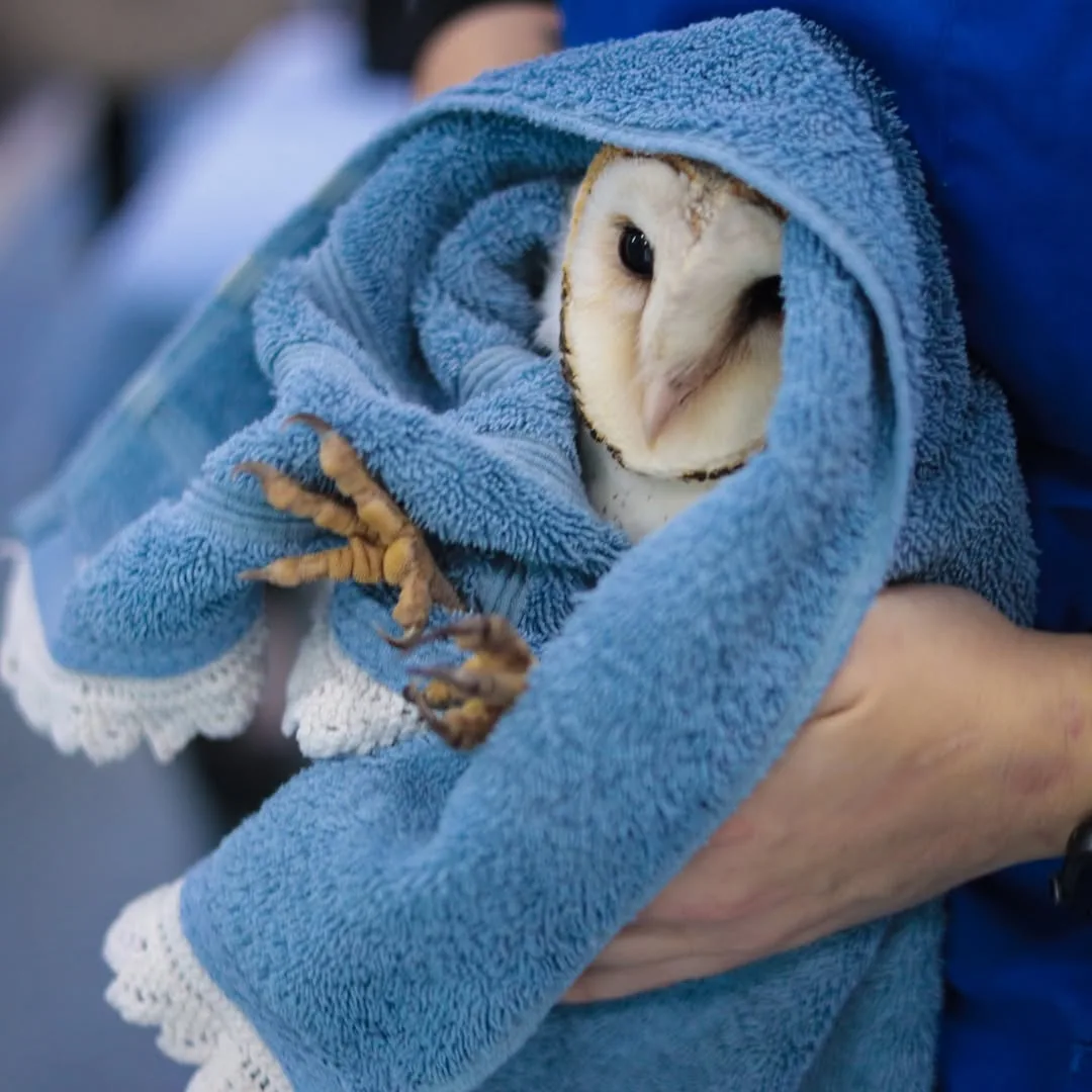 Сипуха обдумывает план мести. 

🦉Ууу я вас потом этими лапками 🥢

Совы Совушки🦉
👉 Не забудь ПОДП