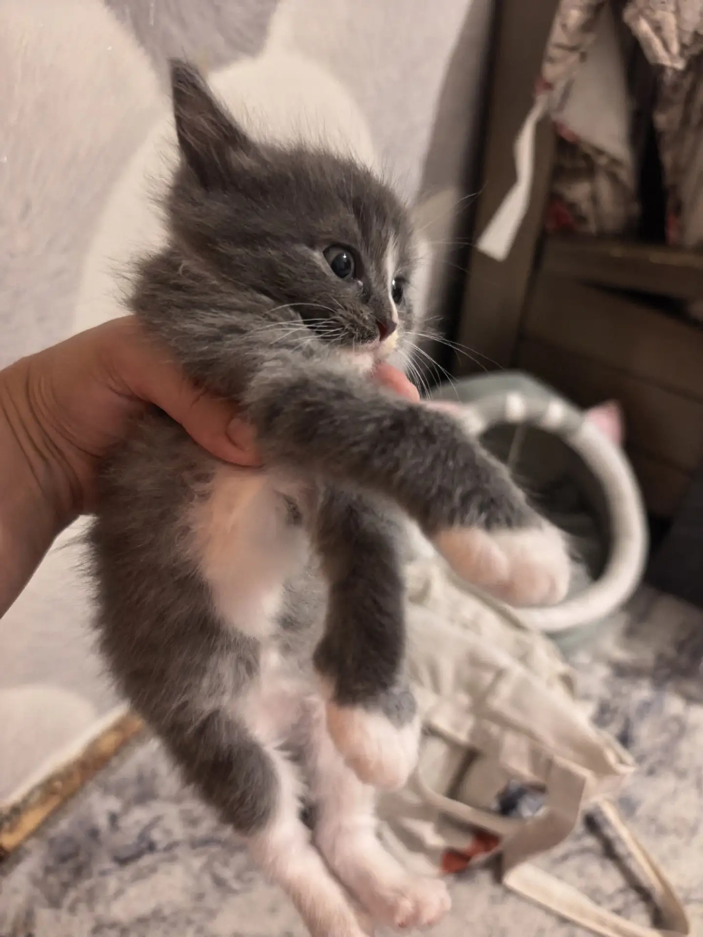 Котик в добрые руки 💗💖🙏