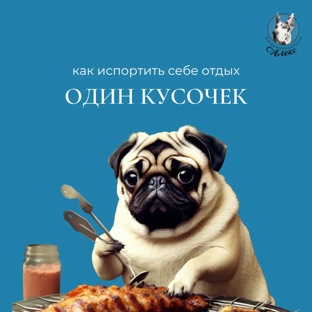 «Ну один кусочек же можно?» Или как не провести выходные в ветеринарке 🍖🚑