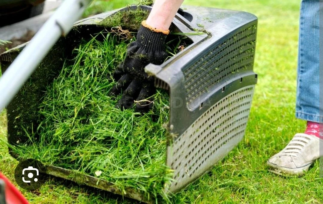 Что делать со скошенной травой после стрижки газона? 🌱

После покоса газона скошенную траву можно к