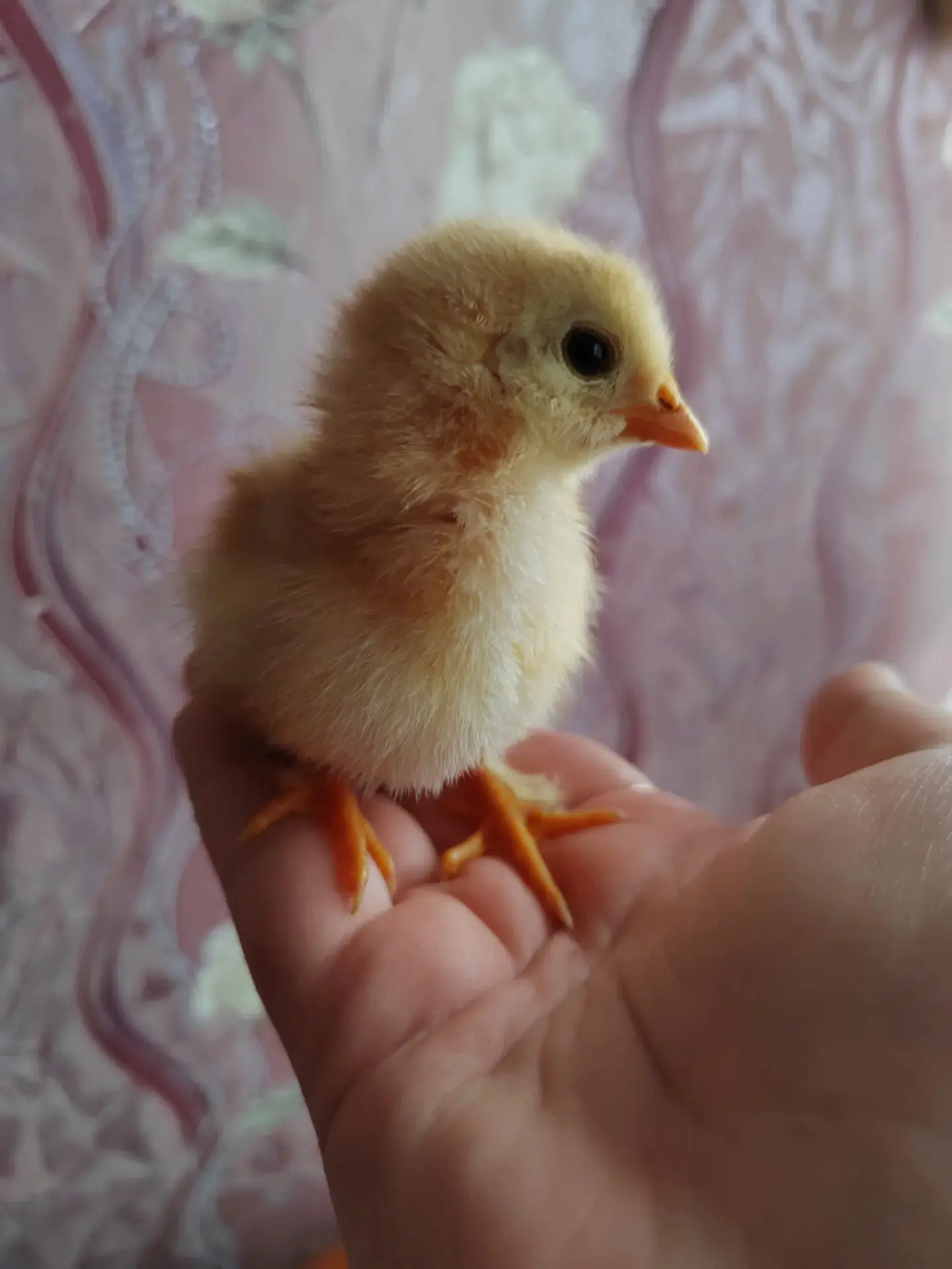 🐥 Доброе утро, друзья! Пусть понедельник будет добрым и лёгким! ☀️Посмотрите на этого ...