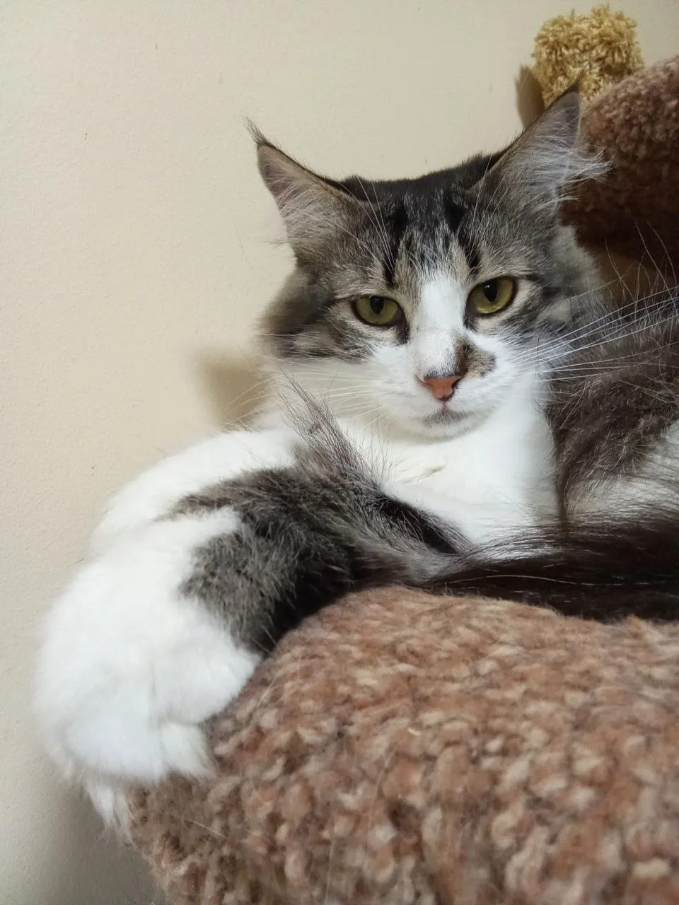 Кому кота, который гуляет сам по себе и умеет находить себе развлечения? 😊